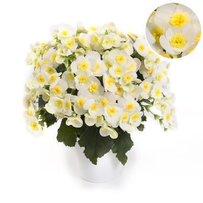 Бегония Valentino white, Гор14, Выс40 в интернет гипермаркете «Планета Лета». Фото