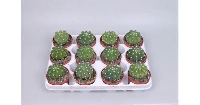 Кактус Echinopsis multiplex, Гор5, Выс8 в интернет гипермаркете «Планета Лета». Фото