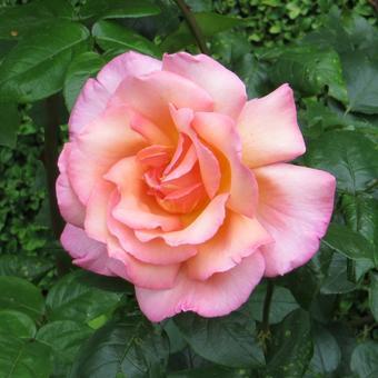 Роза плетистая Компасион П в интернет гипермаркете «Планета Лета». Фото