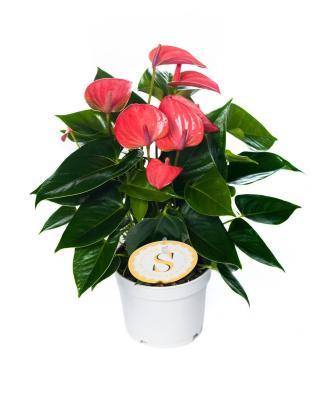 Антуриум Pink Champion, Гор17, Выс30 в интернет гипермаркете «Планета Лета». Фото