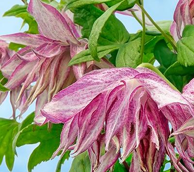 Клематис ботанический Пинк Сюрпрайз П в интернет гипермаркете «Планета Лета». Фото