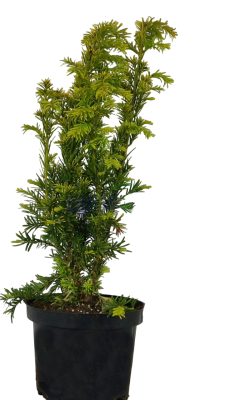 Тис ягодный Elegantissima, Гор19, Выс50 в интернет гипермаркете «Планета Лета». Фото