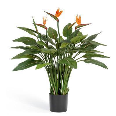 Стрелиция Reginae, Гор17, Выс80 в интернет гипермаркете «Планета Лета». Фото