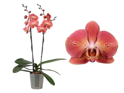 Фаленопсис 1 pp Leco Fantastic, Гор12, Выс40 в интернет гипермаркете «Планета Лета». Фото