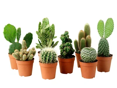 Кактус Mix, Гор19, Выс40 в интернет гипермаркете «Планета Лета». Фото