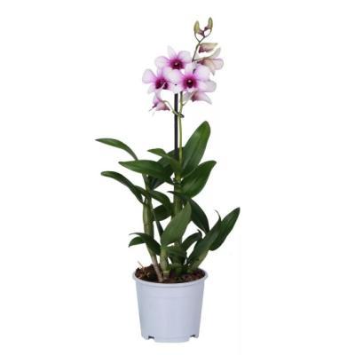 Дендробиум, Гор11, Выс60 Уценка!!! в интернет гипермаркете «Планета Лета». Фото