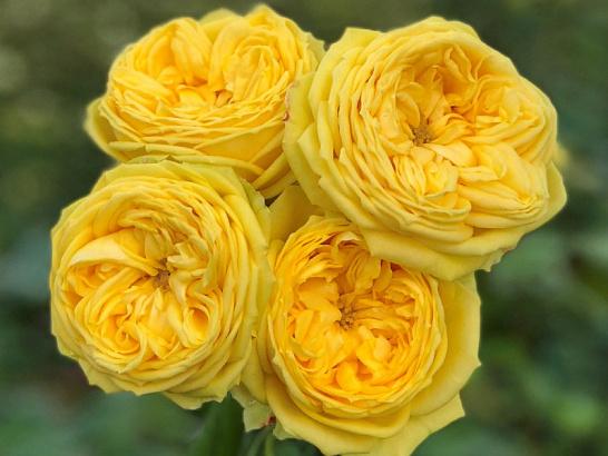 Роза флорибунда Каталина в коробке Кут в интернет гипермаркете «Планета Лета». Фото