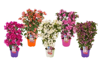 Бугенвиллия микс, Гор17, Выс50 в интернет гипермаркете «Планета Лета». Фото