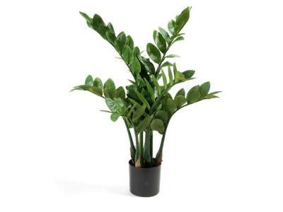 Замиокулькас кустовой малый 6 веток 4/4 70 см 20.6300N в интернет гипермаркете «Планета Лета». Фото