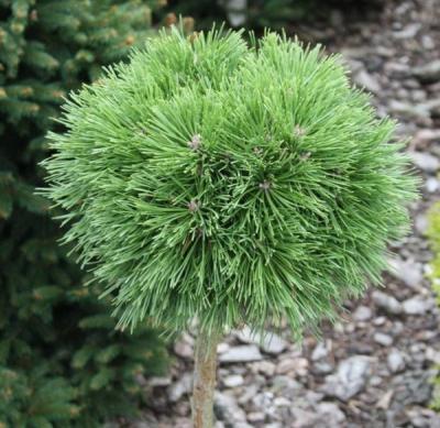 Сосна горная Титус, Гор27 М в интернет гипермаркете «Планета Лета». Фото