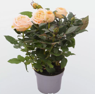 Роза чайно-гибридная Тоффи, Гор23М в интернет гипермаркете «Планета Лета». Фото