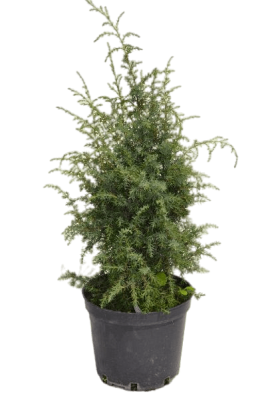 Можжевел.обыкн.Meyer, Гор19, Выс40 в интернет гипермаркете «Планета Лета». Фото