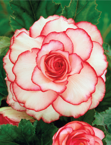 BUD Бегония Picotee White/Red (x1) Планета Лета в интернет гипермаркете «Планета Лета». Фото BUD Бегония Picotee White/Red (x1) в интернет гипермаркете «Планета Лета». Фото