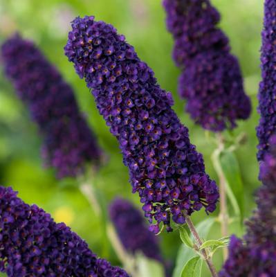 Буддлея Давида Блэк Найт/ЦКор П в интернет гипермаркете «Планета Лета». Фото