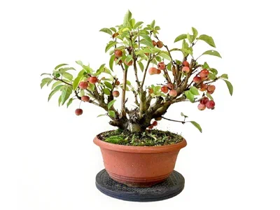 Бонсаи malus, Гор15, Выс30 в интернет гипермаркете «Планета Лета». Фото