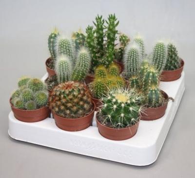 Кактус Mix, Гор15, Выс30 в интернет гипермаркете «Планета Лета». Фото