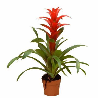 Гузмания Rood, Гор12, Выс55 в интернет гипермаркете «Планета Лета». Фото