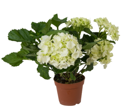 Гидрангея Macrophylla, Гор24, Выс60 в интернет гипермаркете «Планета Лета». Фото