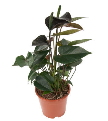 Антуриум black love 4 fl. Гор12, Выс45 в интернет гипермаркете «Планета Лета». Фото