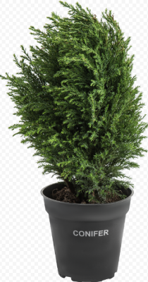 Кипарисовик Л.White Spot, Гор18, Выс50 в интернет гипермаркете «Планета Лета». Фото