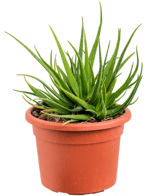 Алоэ Safari Sunrise, Гор14, Выс40 в интернет гипермаркете «Планета Лета». Фото