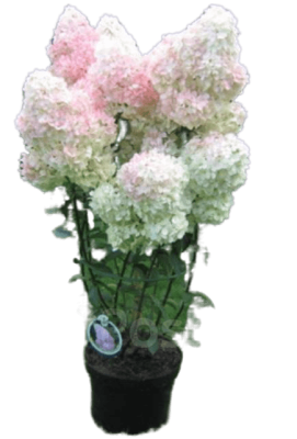Гортензия метельч.Magic Candle, Гор27, Выс80 в интернет гипермаркете «Планета Лета». Фото
