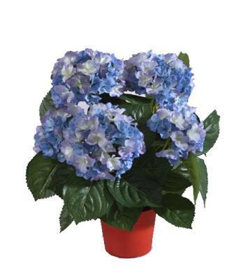 Гортензия куст темно-голубой 35 см  в горшке 8/8 в интернет гипермаркете «Планета Лета». Фото