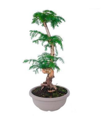 Бонсаи Микс-Араукария, Гор15, Выс30 в интернет гипермаркете «Планета Лета». Фото