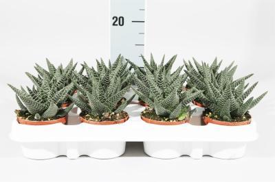 Хавортия, Гор8, Выс15 в интернет гипермаркете «Планета Лета». Фото