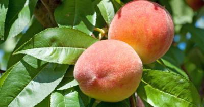 Персик Освежающий 1-летка ОКС Н130 в интернет гипермаркете «Планета Лета». Фото