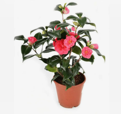 Камелия японская, C3, Выс40-60 И в интернет гипермаркете «Планета Лета». Фото