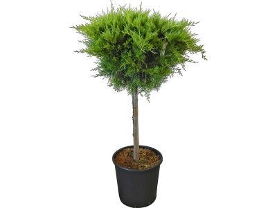 Можжевел.средн.Old Gold штамб, Выс60, Гор24 в интернет гипермаркете «Планета Лета». Фото