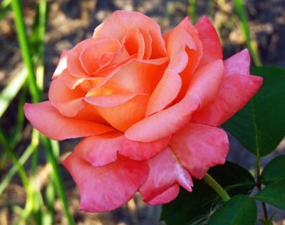 Роза чайно-гибридная Султан Гор 23 М в интернет гипермаркете «Планета Лета». Фото