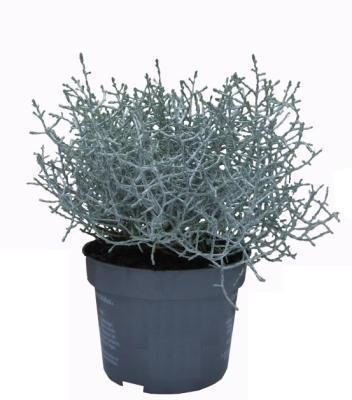 Калоцефалус, Гор10,5 М в интернет гипермаркете «Планета Лета». Фото