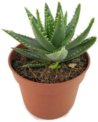 Алоэ Perfoliata, Гор12, Выс20, I в интернет гипермаркете «Планета Лета». Фото
