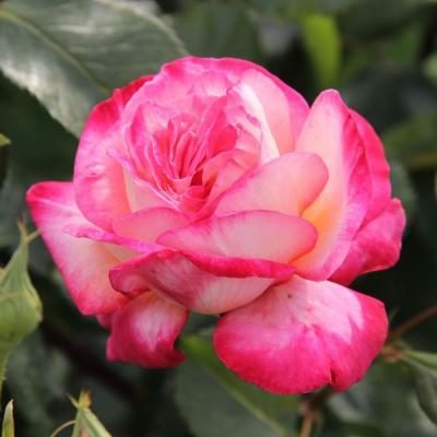 Роза чайно-гибридная Рина Херхолд/ЦКор П в интернет гипермаркете «Планета Лета». Фото