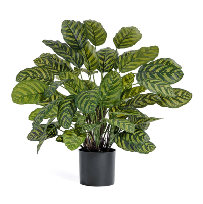 Калатея крупнолистная в-75 см 65 листов в горшке в интернет гипермаркете «Планета Лета». Фото