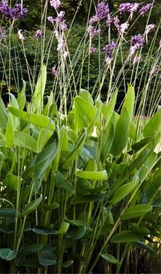 Талия припудренная, Гор.18 М в интернет гипермаркете «Планета Лета». Фото