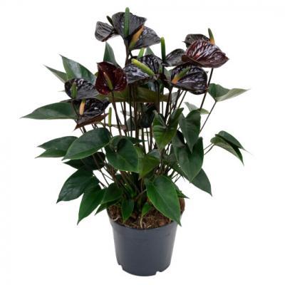 Антуриум Black Queen, Гор14, Выс60 в интернет гипермаркете «Планета Лета». Фото