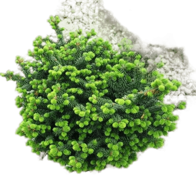 Пихта бальзам.Nana, Гор26, Выс60 в интернет гипермаркете «Планета Лета». Фото