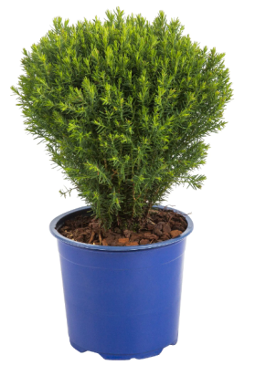 Хвойники микс Exclusive, Гор23, Выс45 в интернет гипермаркете «Планета Лета». Фото