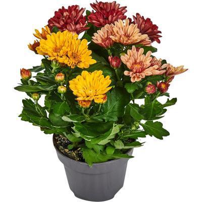 Хризантема Carnaval, Гор13, Выс40 в интернет гипермаркете «Планета Лета». Фото