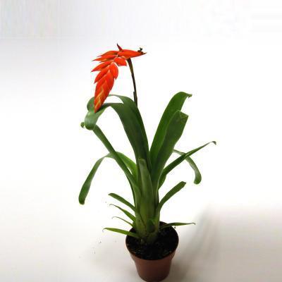 Тилландсия Dyeriana, Гор9, Выс50 в интернет гипермаркете «Планета Лета». Фото