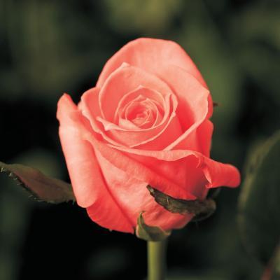 Роза бордюрная Карина C2 Выс30 в интернет гипермаркете «Планета Лета». Фото