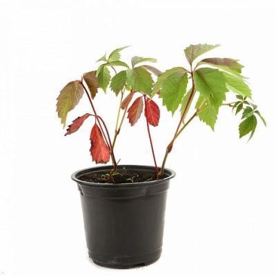 Девичий Виноград тройчатый Вейча (туба) в интернет гипермаркете «Планета Лета». Фото