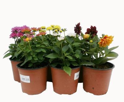 Георгина, Гор11 М в интернет гипермаркете «Планета Лета». Фото