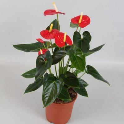 Антуриум Madural, Гор14, Выс50 в интернет гипермаркете «Планета Лета». Фото