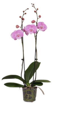 Фаленопсис 2 pp Dancing Kizz, Гор12, Выс65 в интернет гипермаркете «Планета Лета». Фото