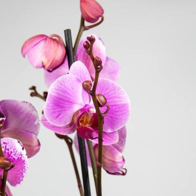 Фаленопсис 2 pp Nela, Гор12, Выс60 в интернет гипермаркете «Планета Лета». Фото