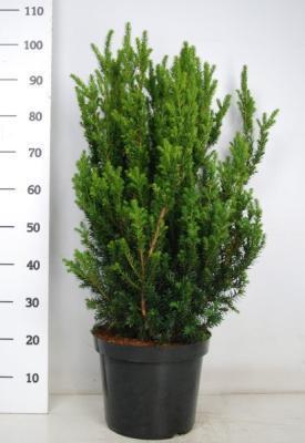 Тис средний Stefania, Гор19, Выс30-50 в интернет гипермаркете «Планета Лета». Фото